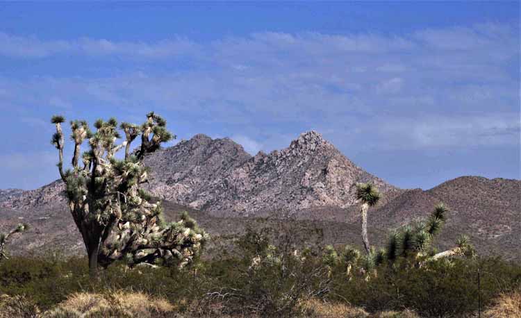joshua tree